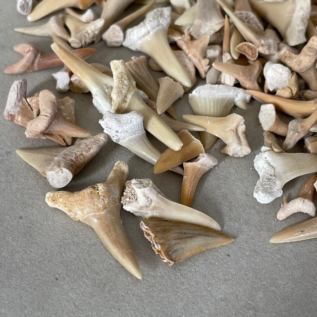 Fossil Shark Teeth - 100g - Chakra Wholesale